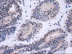 NHEJ1 Monoclonal Antibody (OTI3E6), TrueMAB , OriGene 30 &mu;L; Unconjugated:Antibodies,