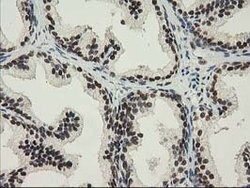 NHEJ1 Mouse anti-Human, Clone: OTI3E6, lyophilized, TrueMAB 100 &mu;g;
