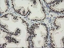 NHEJ1 Monoclonal Antibody (OTI3E6), TrueMAB , OriGene 30 &mu;L; Unconjugated:Antibodies,