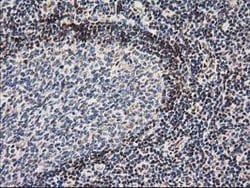 NHEJ1 Mouse anti-Human, Clone: OTI3E6, lyophilized, TrueMAB 100 &mu;g;