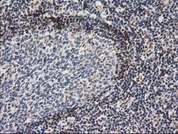 NHEJ1 Monoclonal Antibody (OTI3E6), TrueMAB , OriGene 30 &mu;L; Unconjugated:Antibodies,