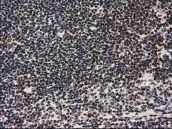 NHEJ1 Monoclonal Antibody (OTI3E6), TrueMAB , OriGene 30 &mu;L; Unconjugated:Antibodies,