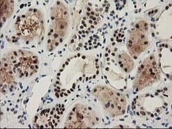 NHEJ1 Mouse anti-Human, Clone: OTI3E6, lyophilized, TrueMAB 100 &mu;g;