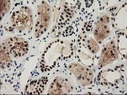 NHEJ1 Monoclonal Antibody (OTI3E6), TrueMAB , OriGene 30 &mu;L; Unconjugated:Antibodies,