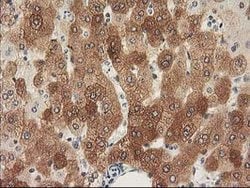 NHEJ1 Mouse anti-Human, Clone: OTI3E6, lyophilized, TrueMAB 100 &mu;g;