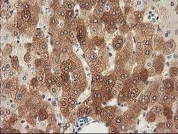 NHEJ1 Monoclonal Antibody (OTI3E6), TrueMAB , OriGene 30 &mu;L; Unconjugated:Antibodies,