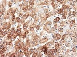 NHEJ1 Monoclonal Antibody (OTI1E2), TrueMAB , OriGene 30 &mu;L; Unconjugated:Antibodies,