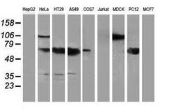 NHEJ1 Mouse anti-Human, Clone: OTI3B5, lyophilized, TrueMAB 100 &mu;g;