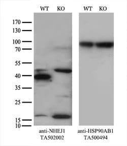 NHEJ1 Mouse anti-Human, Clone: OTI3B5, lyophilized, TrueMAB 100 &mu;g;