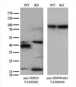 NHEJ1 Monoclonal Antibody (OTI3B5), TrueMAB , OriGene 100 &mu;L; Unconjugated:Antibodies,