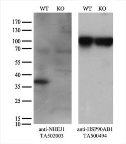 NHEJ1 Monoclonal Antibody (OTI1F3), TrueMAB , OriGene 100 &mu;L | Buy Online | Origene Technologies | Fisher Scientific