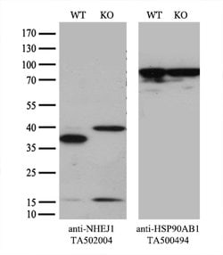 NHEJ1 Mouse anti-Human, Clone: OTI3E6, lyophilized, TrueMAB 100 &mu;g;