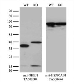 NHEJ1 Monoclonal Antibody (OTI3E6), TrueMAB , OriGene 30 &mu;L; Unconjugated:Antibodies,