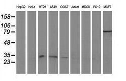 NHEJ1 Monoclonal Antibody (OTI2C8), TrueMAB , OriGene:Antibodies:Primary