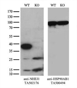 NHEJ1 Mouse anti-Human, Clone: OTI1G5, lyophilized, TrueMAB 100 &mu;g;