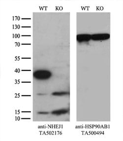 NHEJ1 Monoclonal Antibody (OTI1G5), TrueMAB , OriGene 100 &mu;L; Unconjugated:Antibodies,