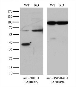 NHEJ1 Monoclonal Antibody (OTI1B5), TrueMAB , OriGene 30 &mu;L | Buy Online | Origene Technologies | Fisher Scientific