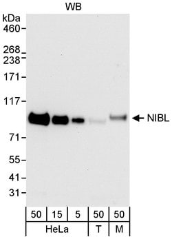 NIBL Rabbit anti-Human, Polyclonal, Bethyl Laboratories 100 &mu;L; Unconjugated:Antibodies,