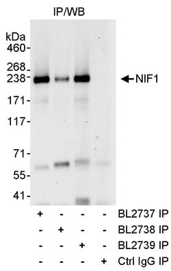 NIF1 Rabbit anti-Human, Mouse, Polyclonal, Bethyl Laboratories 10 &mu;l;
