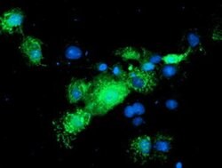 NIF3L1 Monoclonal Antibody (OTI2B7), TrueMAB , OriGene 100 &mu;L; Unconjugated:Antibodies,