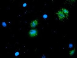 NIF3L1 Monoclonal Antibody (OTI3E1), TrueMAB , OriGene 100 &mu;L; Unconjugated:Antibodies,