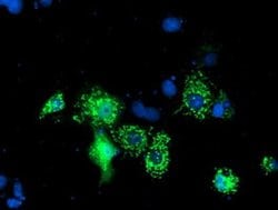 NIF3L1 Monoclonal Antibody (OTI1F6), TrueMAB , OriGene:Antibodies:Primary