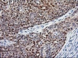 NIF3L1 Monoclonal Antibody (OTI2B7), TrueMAB , OriGene 100 &mu;L; Unconjugated:Antibodies,