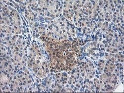 NIF3L1 Monoclonal Antibody (OTI2B7), TrueMAB , OriGene 100 &mu;L; Unconjugated:Antibodies,