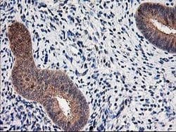 NIF3L1 Monoclonal Antibody (OTI2B7), TrueMAB , OriGene 100 &mu;L; Unconjugated:Antibodies,