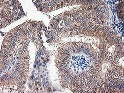NIF3L1 Monoclonal Antibody (OTI2B7), TrueMAB , OriGene 100 &mu;L; Unconjugated:Antibodies,