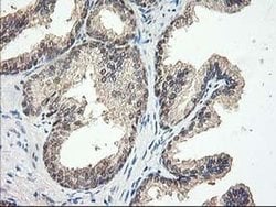 NIF3L1 Monoclonal Antibody (OTI2B7), TrueMAB , OriGene 100 &mu;L; Unconjugated:Antibodies,