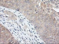 NIF3L1 Monoclonal Antibody (OTI2B7), TrueMAB , OriGene 100 &mu;L; Unconjugated:Antibodies,