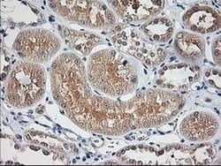 NIF3L1 Monoclonal Antibody (OTI2B7), TrueMAB , OriGene 100 &mu;L; Unconjugated:Antibodies,