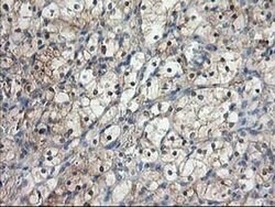 NIF3L1 Monoclonal Antibody (OTI2B7), TrueMAB , OriGene 100 &mu;L; Unconjugated:Antibodies,