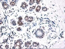 NIF3L1 Monoclonal Antibody (OTI3E1), TrueMAB , OriGene 100 &mu;L; Unconjugated:Antibodies,