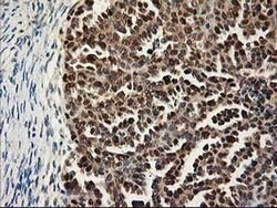 NIF3L1 Monoclonal Antibody (OTI3E1), TrueMAB , OriGene 100 &mu;L; Unconjugated:Antibodies,