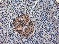 NIF3L1 Monoclonal Antibody (OTI3E1), TrueMAB , OriGene 100 &mu;L; Unconjugated:Antibodies,