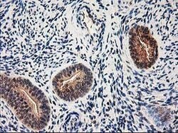 NIF3L1 Monoclonal Antibody (OTI3E1), TrueMAB , OriGene 100 &mu;L; Unconjugated:Antibodies,