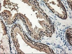 NIF3L1 Monoclonal Antibody (OTI3E1), TrueMAB , OriGene 100 &mu;L; Unconjugated:Antibodies,