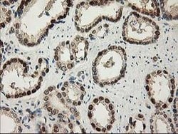 NIF3L1 Monoclonal Antibody (OTI3E1), TrueMAB , OriGene 100 &mu;L; Unconjugated:Antibodies,