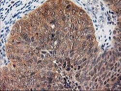 NIF3L1 Monoclonal Antibody (OTI3E1), TrueMAB , OriGene 100 &mu;L; Unconjugated:Antibodies,
