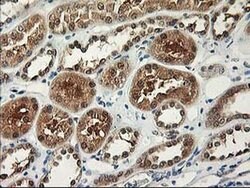 NIF3L1 Monoclonal Antibody (OTI3E1), TrueMAB , OriGene 100 &mu;L; Unconjugated:Antibodies,