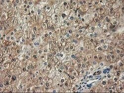 NIF3L1 Monoclonal Antibody (OTI3E1), TrueMAB , OriGene 100 &mu;L; Unconjugated:Antibodies,