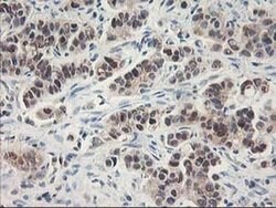 NIF3L1 Monoclonal Antibody (OTI1F6), TrueMAB , OriGene 30 &mu;L; Unconjugated:Antibodies,