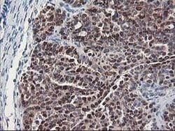 NIF3L1 Monoclonal Antibody (OTI1F6), TrueMAB , OriGene:Antibodies:Primary