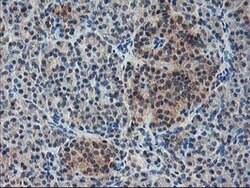NIF3L1 Monoclonal Antibody (OTI1F6), TrueMAB , OriGene 30 &mu;L; Unconjugated:Antibodies,