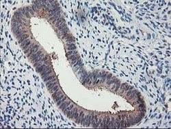 NIF3L1 Monoclonal Antibody (OTI1F6), TrueMAB , OriGene 30 &mu;L; Unconjugated:Antibodies,