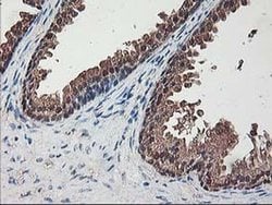 NIF3L1 Monoclonal Antibody (OTI1F6), TrueMAB , OriGene 30 &mu;L; Unconjugated:Antibodies,