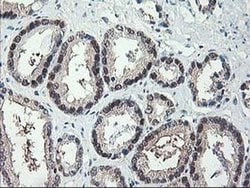 NIF3L1 Monoclonal Antibody (OTI1F6), TrueMAB , OriGene 30 &mu;L; Unconjugated:Antibodies,