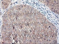 NIF3L1 Monoclonal Antibody (OTI1F6), TrueMAB , OriGene 30 &mu;L; Unconjugated:Antibodies,